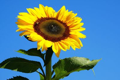 Low angle view of sunflower against clear blue sky