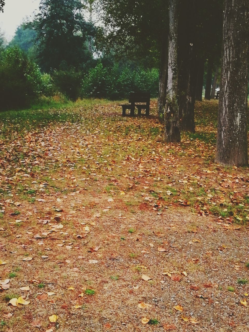 TREES ON FIELD IN PARK