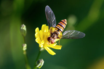 Close-up of hoverfly pollinating on yellow flower