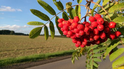 Close-up of rowanberries growing on tree