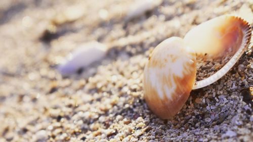 Close-up of seashell on beach