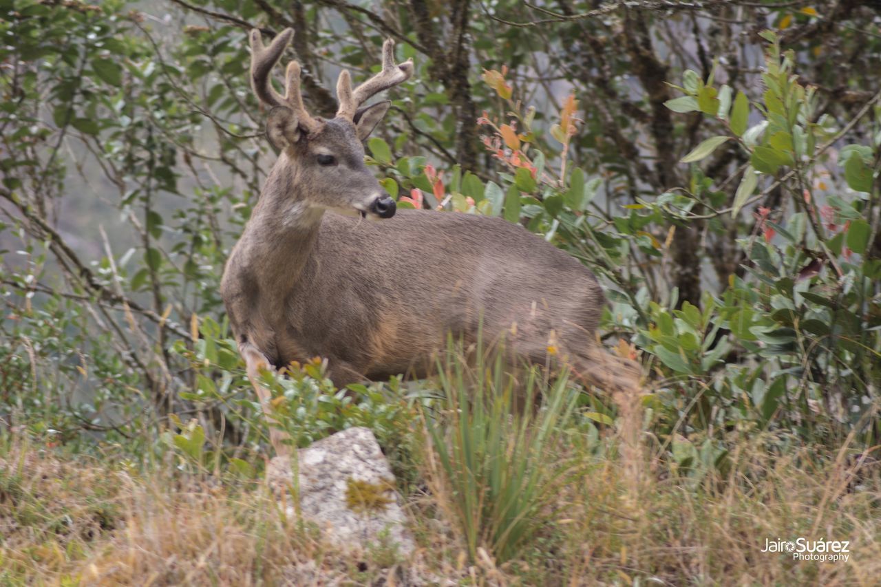 animal wildlife, animals in the wild, one animal, no people, animal themes, nature, outdoors, antler, day, forest, mammal, moose, tree