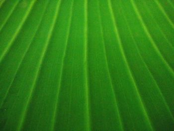 Full frame shot of fresh green leaf
