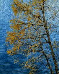 Close-up of tree branches against sky