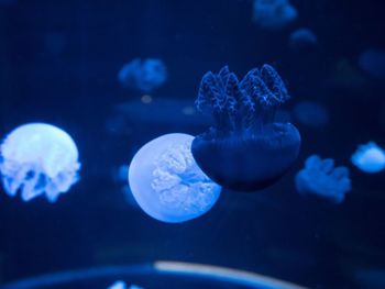 Close-up of jellyfish swimming in sea