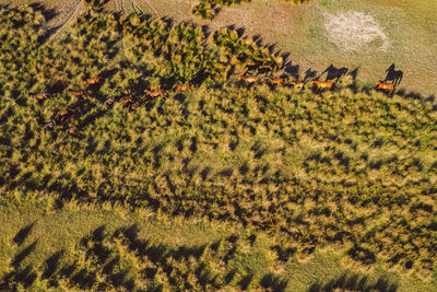 High angle view of plants on field