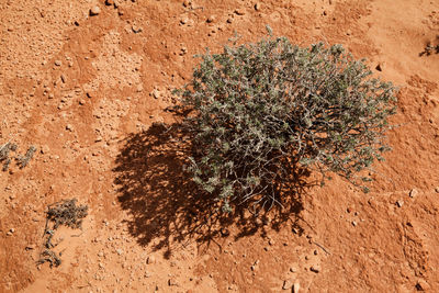 High angle view of tree on field