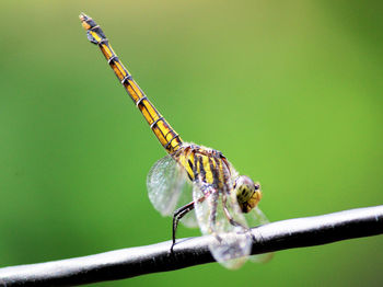 Close-up of dragonfly on cable