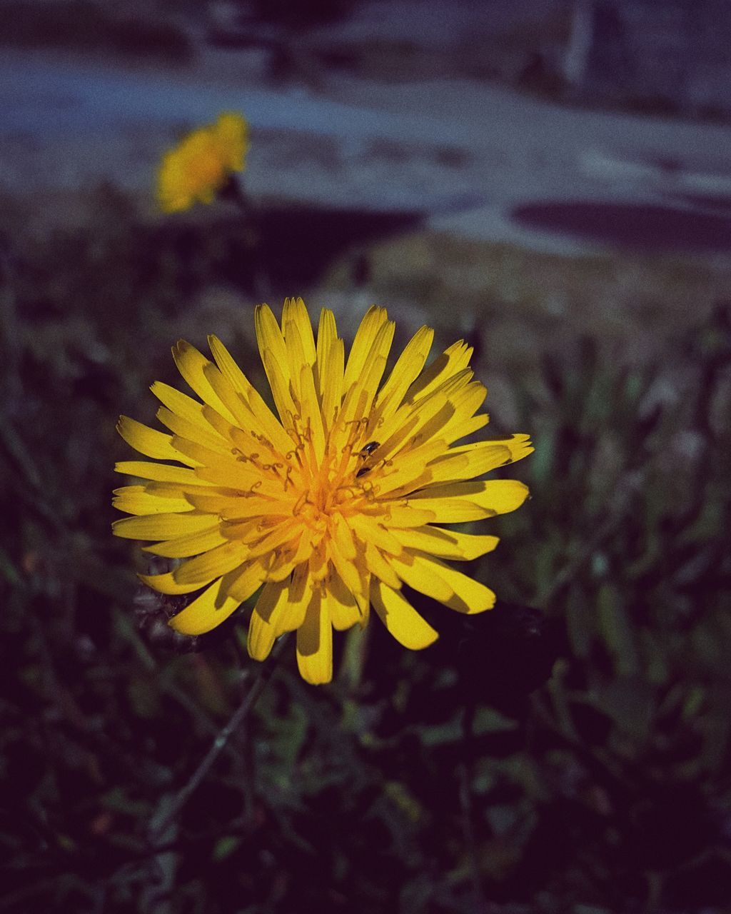 CLOSE-UP OF YELLOW FLOWER ON PLANT