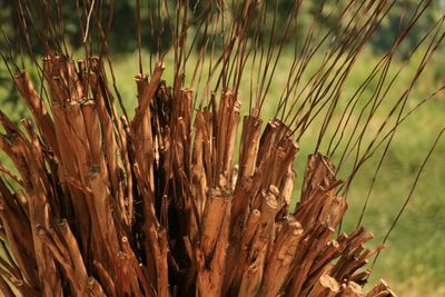 Close-up of plant against blurred background