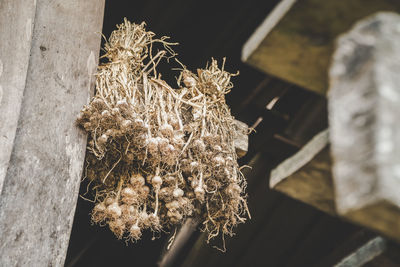 High angle view of dry flowers on wood