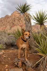 View of dog on rock against sky