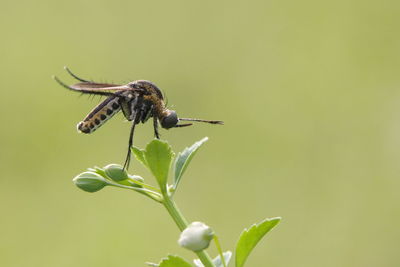 Close-up of insect on plant