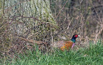 View of a bird on field