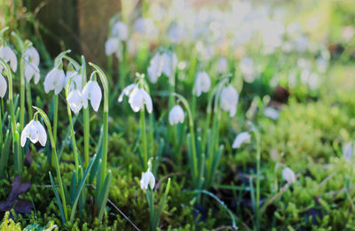 Close-up of white flowers blooming in field
