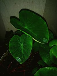 Close-up of water drops on plant