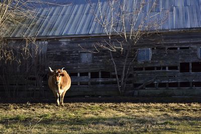 Cow on grassy field