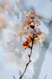 Close-up of apple blossoms in spring