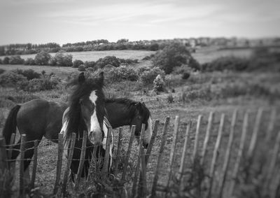 View of horse on field against sky