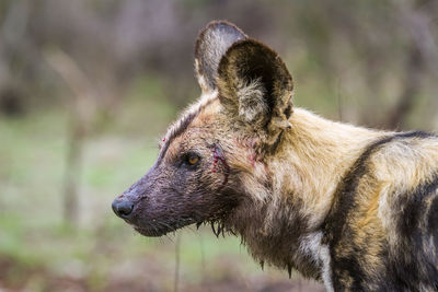 Close-up of an animal