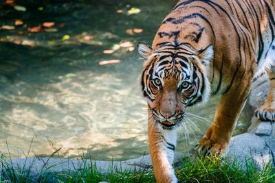 Love tigers. this kitty is so pretty. i so want to pet her.