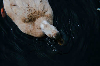 High angle view of duck swimming in lake