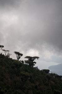 Low angle view of trees against sky