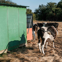 Cows standing in a row