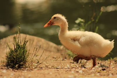 Close-up of bird on field