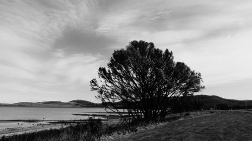 Tree on field by sea against sky