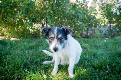 Portrait of dog on field