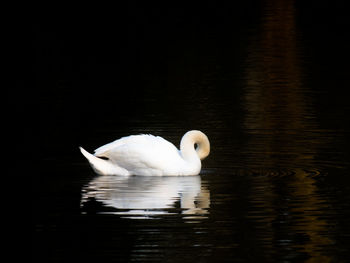 White swan swimming in lake, evening light reflection, cygnus olor