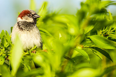 Close-up of bird perching on plant