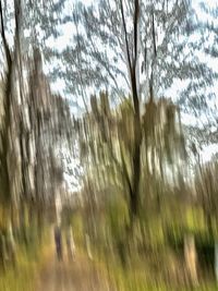 Defocused image of trees on field in forest