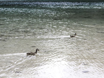 Ducks swimming in lake