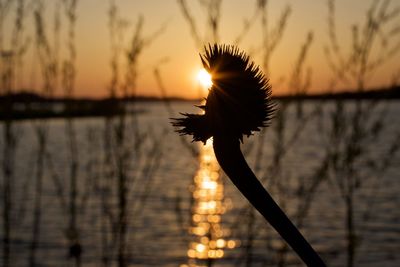 Close-up of silhouette plant against lake during sunset