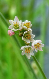 Close-up of white flowers blooming outdoors