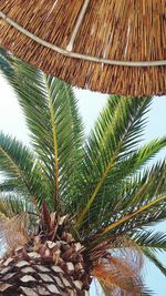 Low angle view of palm tree against sky