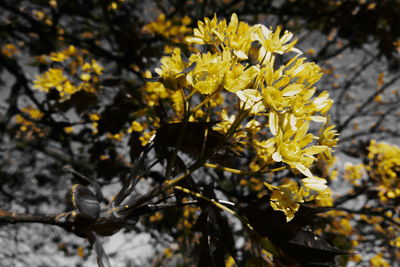 Close-up of yellow flowering plant