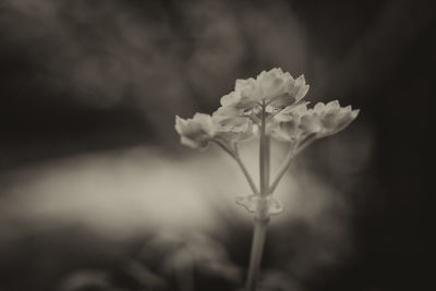 Close-up of white flowers