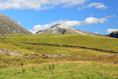 Scenic view of grassy field against sky