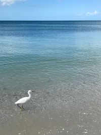 Seagull on a beach