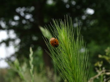 Close-up of ladybug on leaf