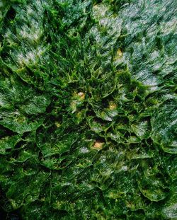 Full frame shot of green leaves