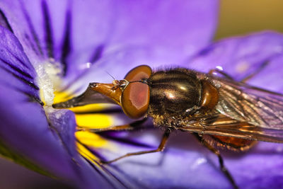 Close-up of honey bee pollinating on purple flower