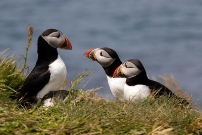 View of two birds on land