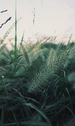 Close-up of fresh green grass in field against sky