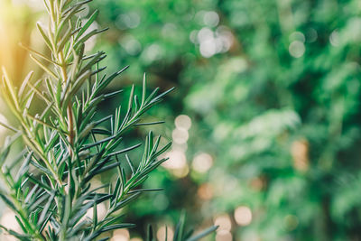 Close-up of pine tree