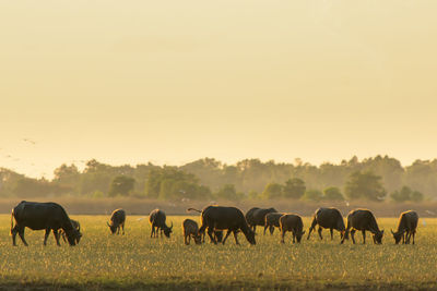 Horses grazing in a field