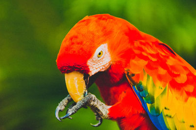 Close-up of parrot perching